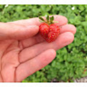 Meet your Posher, Monica